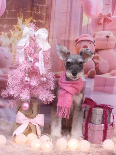 20241220むぎちゃん